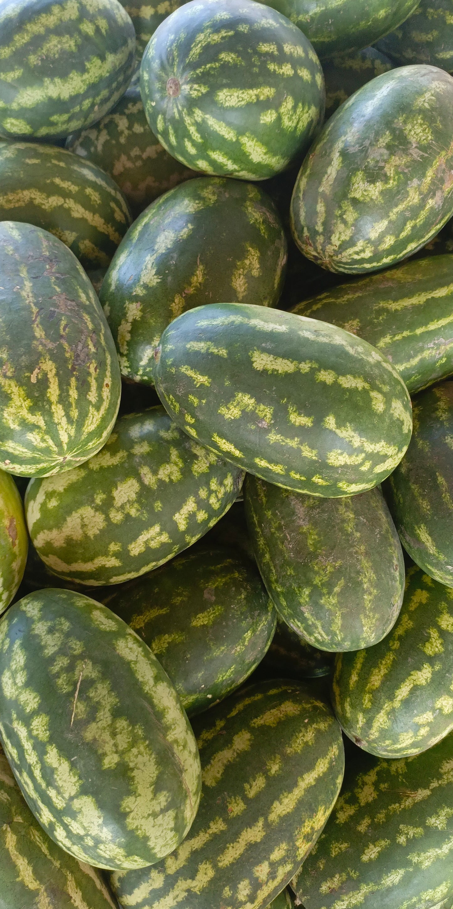 Water melon