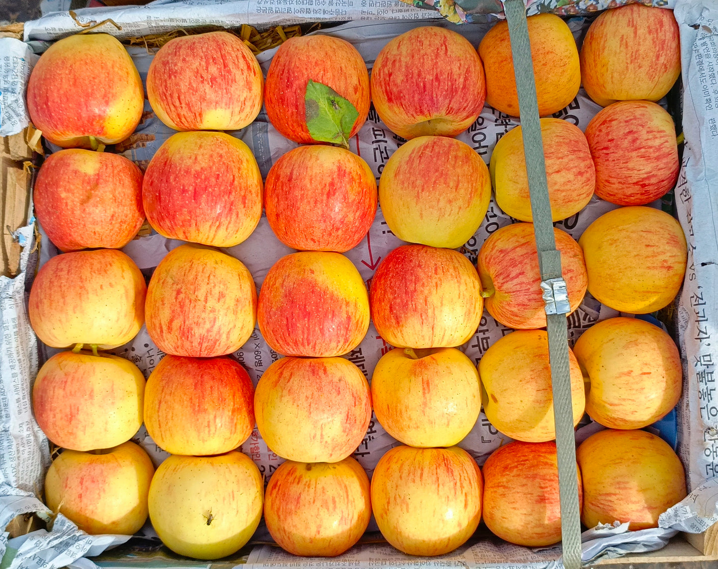 Gaja Apple (small size)
