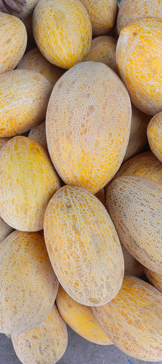 cantaloupe(Garma)