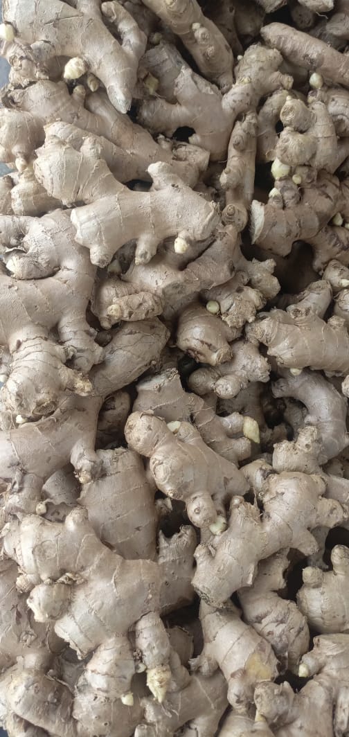 Ginger{adrak" ادرک}