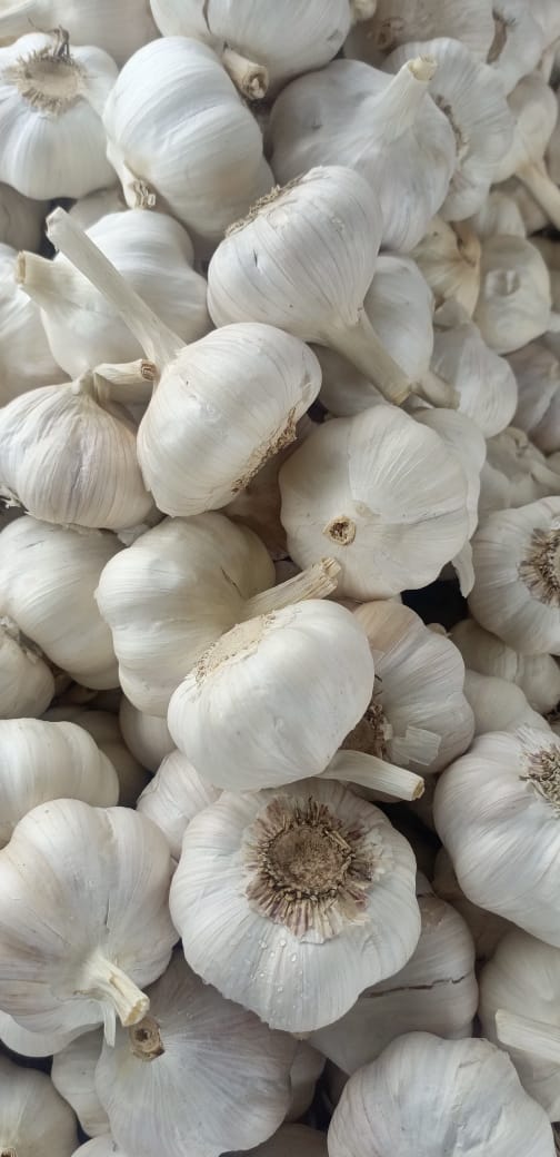 Garlic (Lahsan)