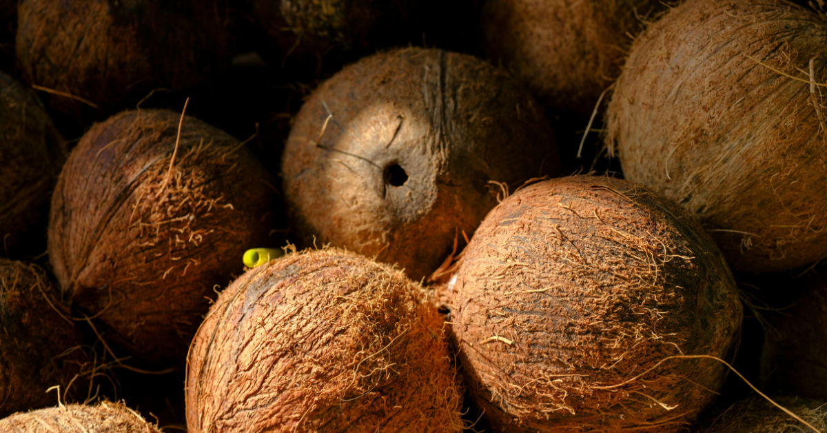 Coconut