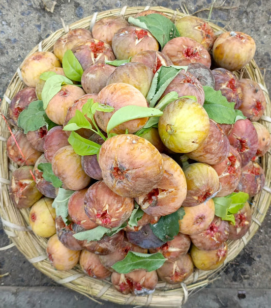 Fig
